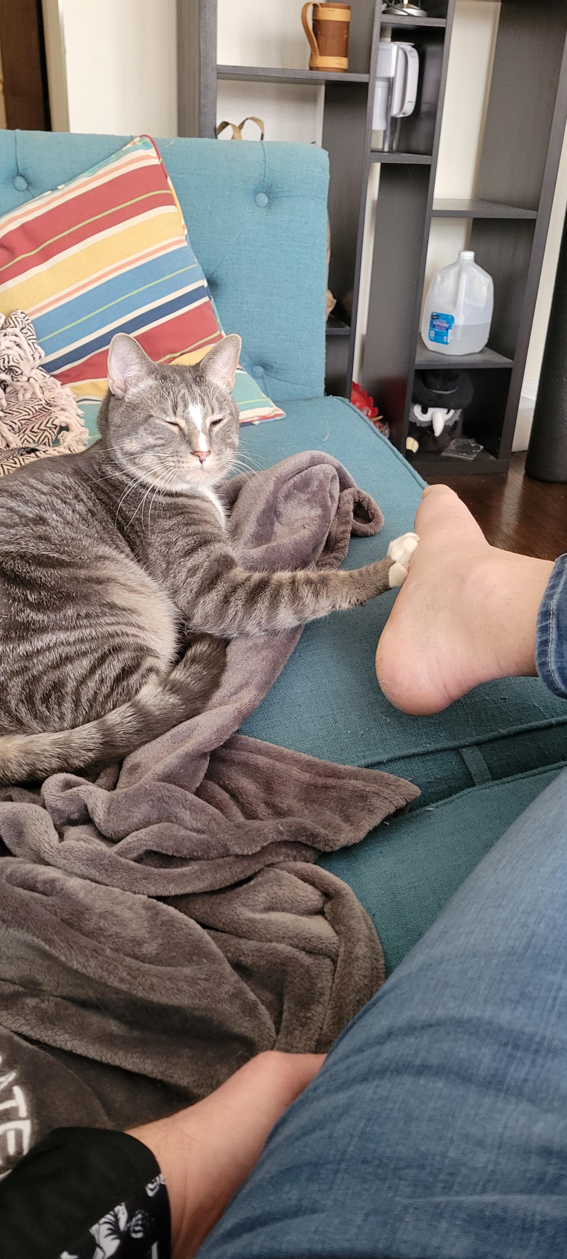 Bucket the cat is reaching out with his paw and touching a human