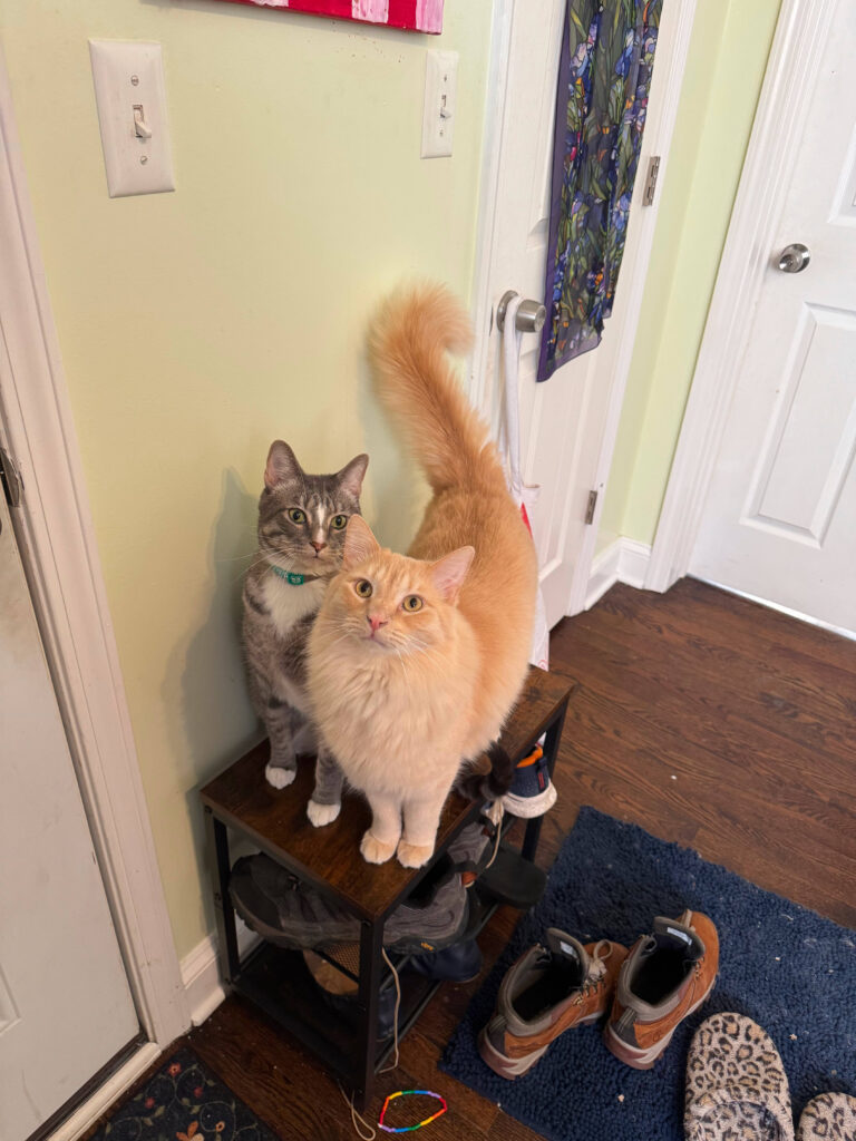 Two cats standing on a shoe rack looking for attention.